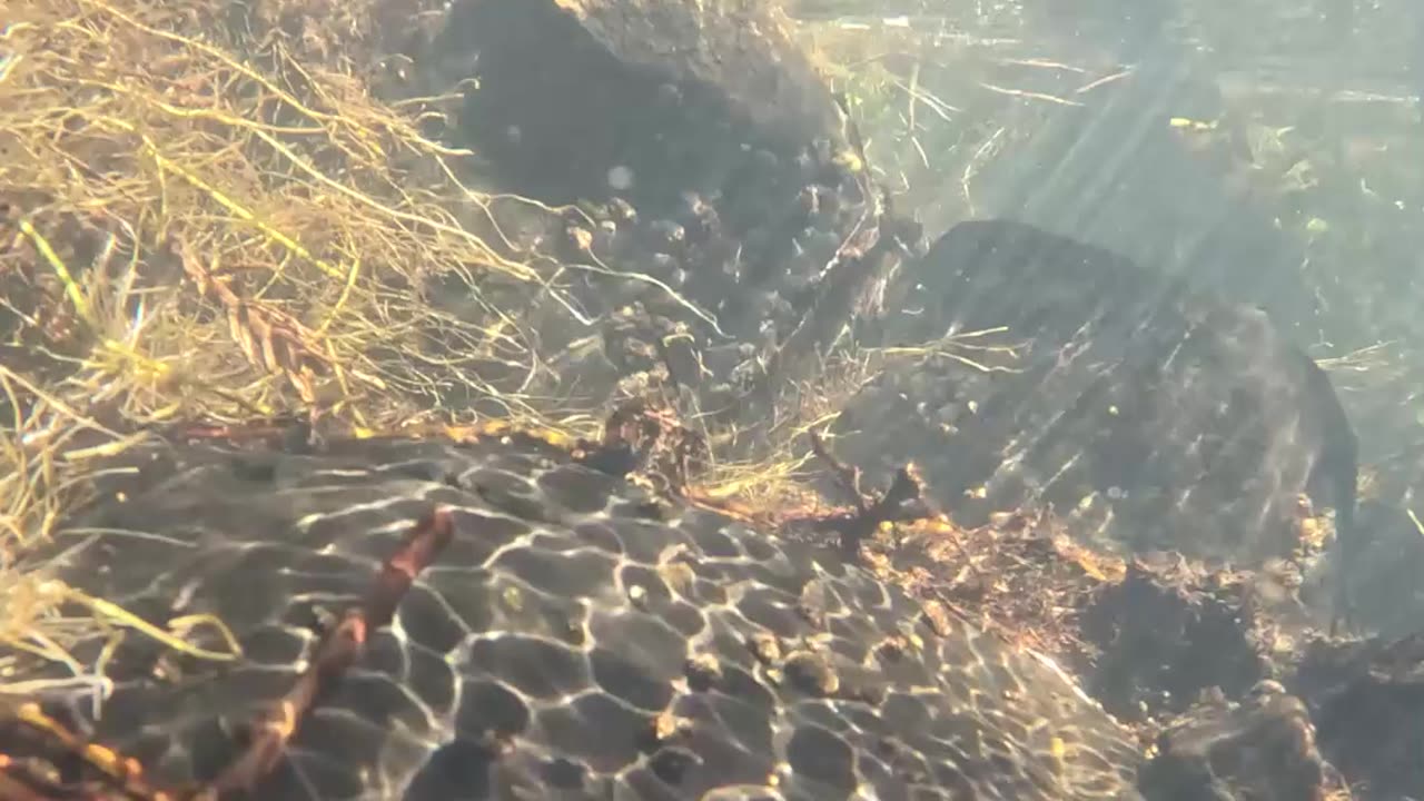 Going UNDERWATER with a GoPro #shorts #water #nature