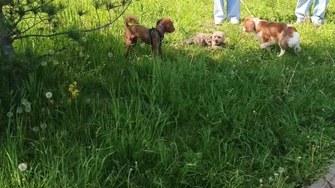 Банда собак в парке)