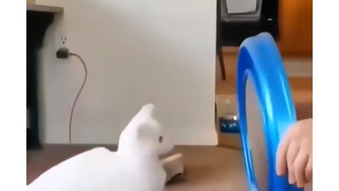 cat confusing behaviour