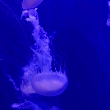 Dance of the Jellyfish 🪼🌊 | Sounds of Nature
