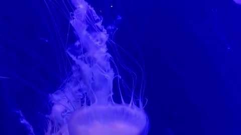 Dance of the Jellyfish 🪼🌊 | Sounds of Nature