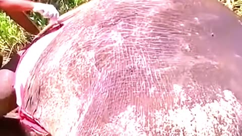 The Science of Exploding Animals #animals