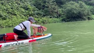 😂🐶 The Craziest Pool Entrance You'll Ever See! Funny Fail | FunFM