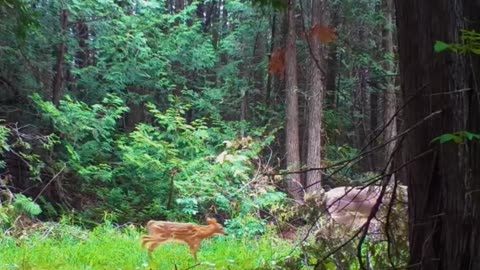 Try Hard Nights – Extreme Lofi Flow