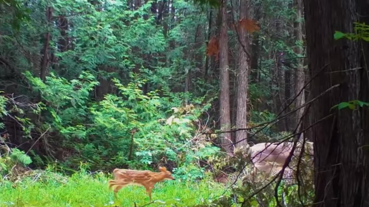 Try Hard Nights – Extreme Lofi Flow