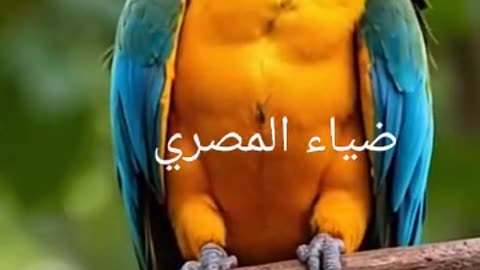 Parrot