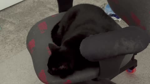 Cute Precious Piper Works Hard to Make a Good Decision - Adopting a Cat from a Shelter Vlog