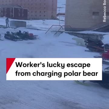 White bear is hunting people in the city!