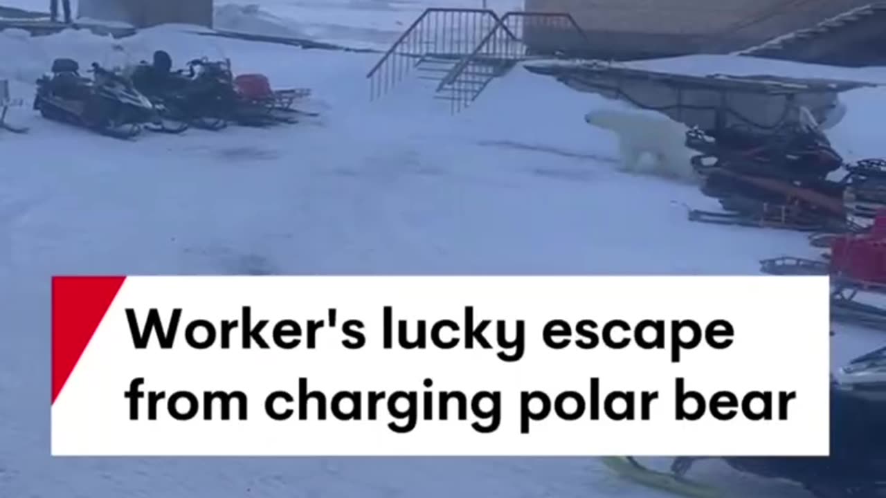 White bear is hunting people in the city!