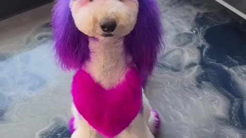 You Won’t Believe This Dog’s Makeover! 🐶🎨💇‍♂️
