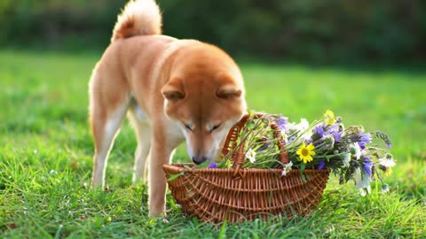 Adorable Shiba Inu Brings Grandma a Flower Basket 🌸🧺🐕