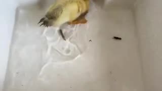 Feeding Time