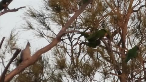 Fighting Lorikeets 22