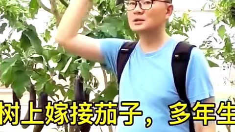 The strangest and rarest trees in the world