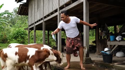 Disturbed by cows