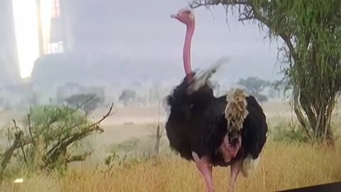 Fastest Bird on Earth! 🏃🪶 Ostrich in Action! #wildlife