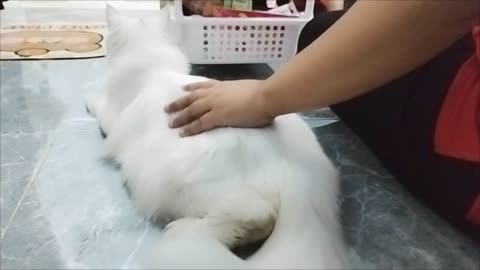 Cat cat love