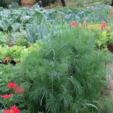 Top 5 Things to Plant in May!