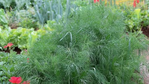 Top 5 Things to Plant in May!