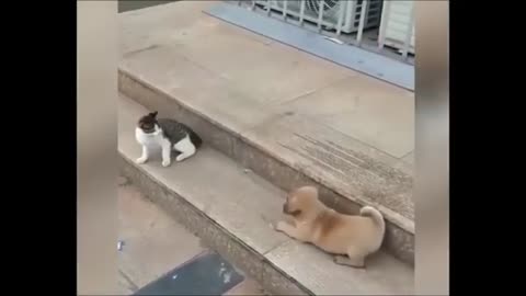 Cat and dog funny