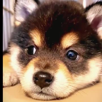 "Professional Cunning"