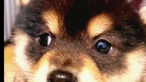 "Professional Cunning"