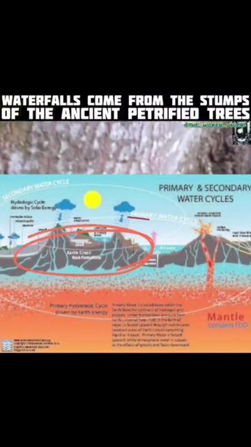 PETRIFIED WOOD AND TREES, THE THEORY IS CORRECT