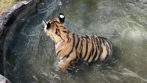 Life Is Cool by the Pool