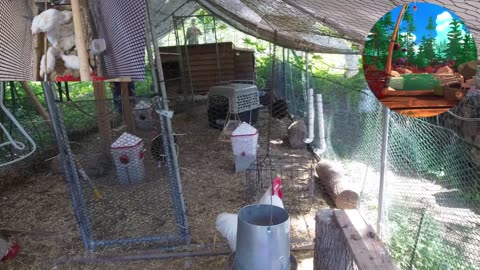 Chicken Live Stream