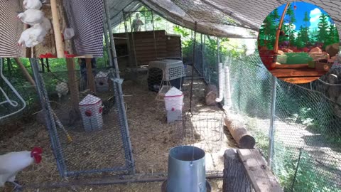 Chicken Live Stream