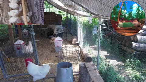 Chicken Live Stream