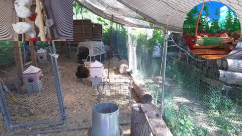 Chicken Live Stream