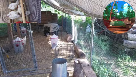 Chicken Live Stream