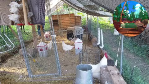 Chicken Live Stream