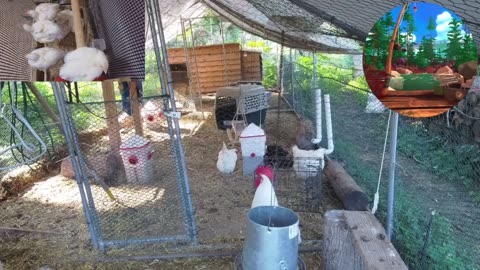 Chicken Live Stream