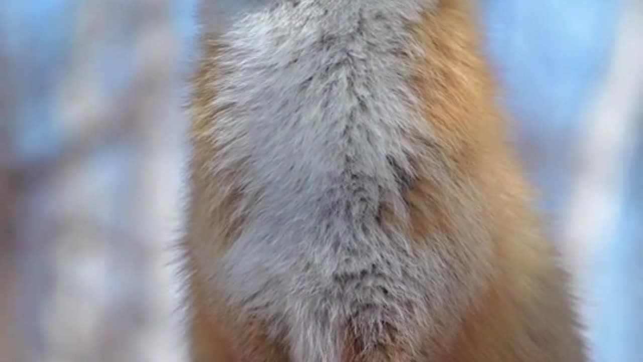 خطير جدا حيوان