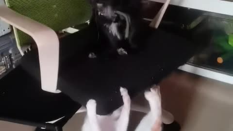 ​​A Lovely Tabby Cat and a Black Dog