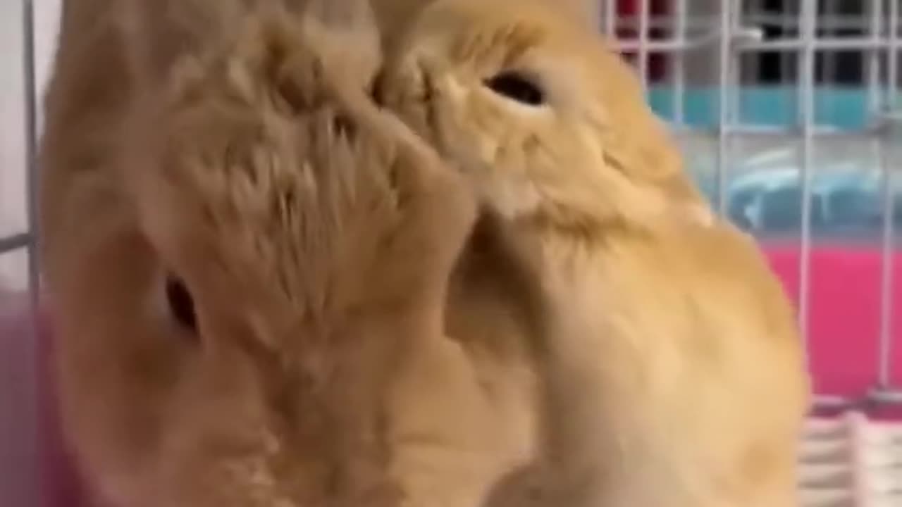 Cute Funny Bunnies