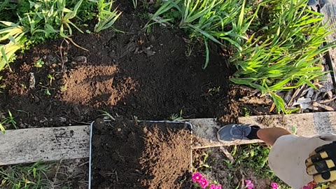 Demonstration of weekly deployment of Gladiola bulbs