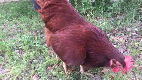 Hens find its food on the ground.