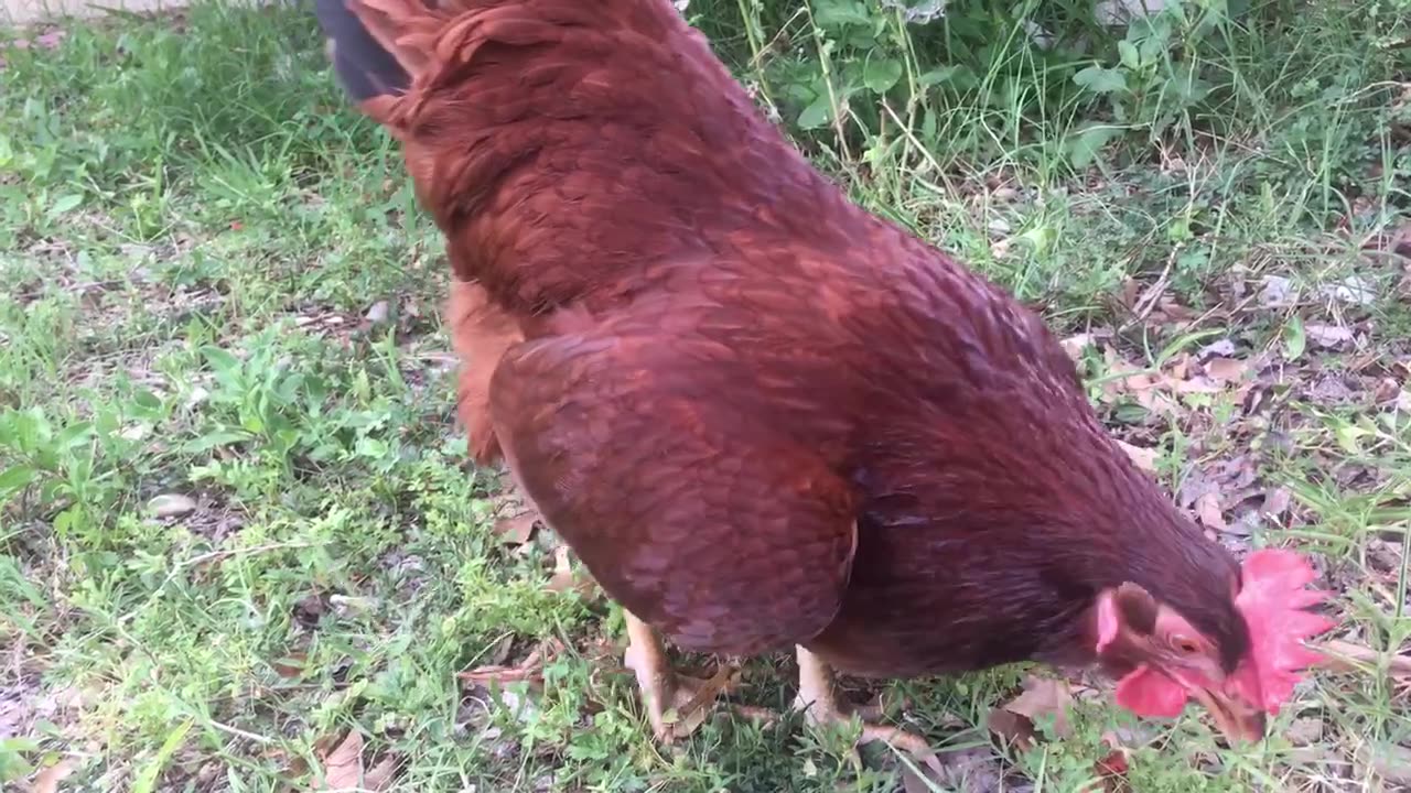 Hens find its food on the ground.
