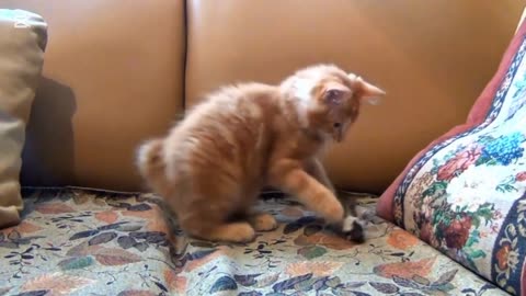 Funny cat