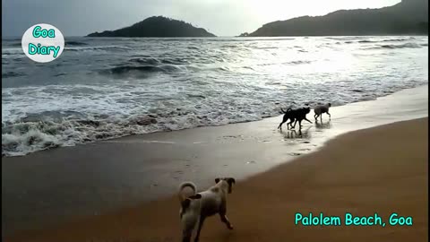 Dogs In Palolem Beach- Goa