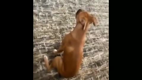 😂💡 This Cat's Reaction is Hilarious! | FunFM