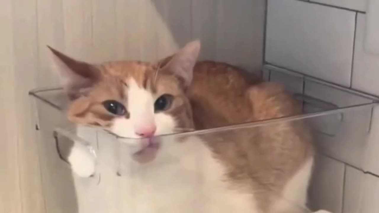 π±β¨ Adorable Cats | Laugh & Melt Your Heart with Funny Clips!