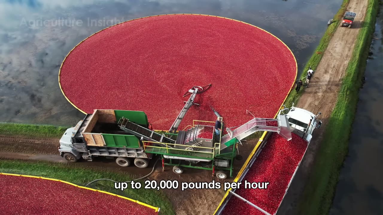 How MILLIONS of Tabasco Bottles 🌶️ Are Made | Massive Chili Powder & Hot Sauce Processing!