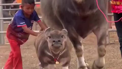 Like Father Like Son