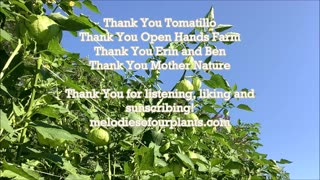 Tart and Tangy Flavor Tomatillos Aug 2022