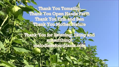 Tart and Tangy Flavor Tomatillos Aug 2022