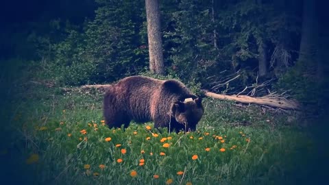 😮🦁 The Legendary Grizzly 'The Boss' of Banff Park! | FeedMyCuriosity